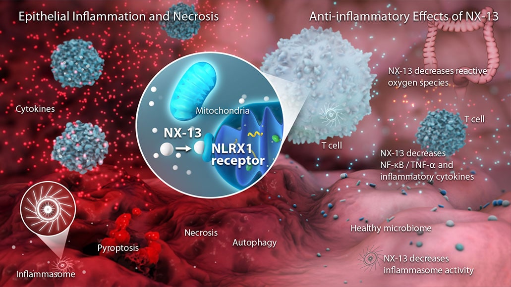NX-13, an oral NLRX1 agonist for the treatment of ulcerative colitis and Crohn’s disease